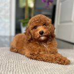 Relik-male-miniature-poodle-puppy-for-sale- (2)