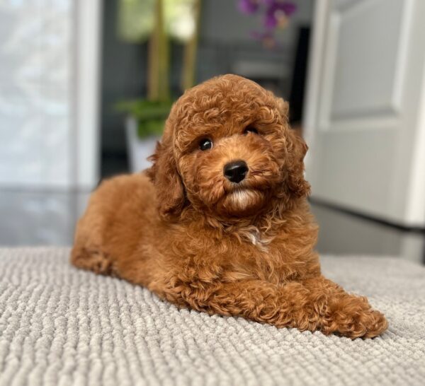 Relik Miniature Poodle Relik Miniature Poodle