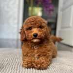 Relik-male-miniature-poodle-puppy-for-sale- (3)