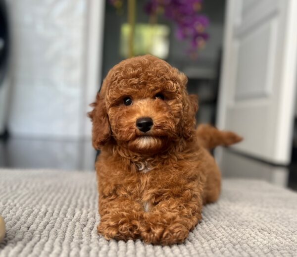 Relik Miniature Poodle Relik Miniature Poodle