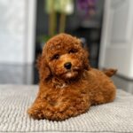 Relik-male-miniature-poodle-puppy-for-sale- (4)
