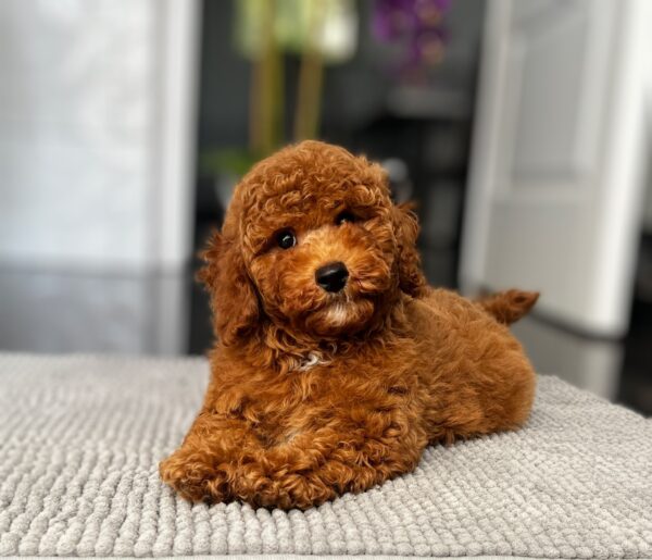 Relik Miniature Poodle Relik Miniature Poodle
