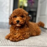 Relik-male-miniature-poodle-puppy-for-sale- (5)