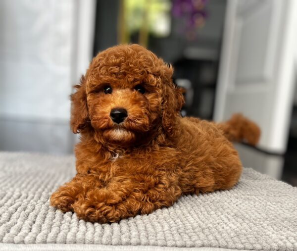 Relik Miniature Poodle Relik Miniature Poodle