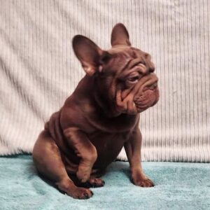 Riays Big Rope French Bulldog Riays Big Rope French Bulldog