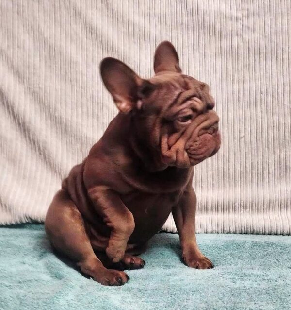 Riays Big Rope French Bulldog Riays Big Rope French Bulldog