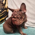 Riays-male-French-Bulldog-puppy-for-sale-2