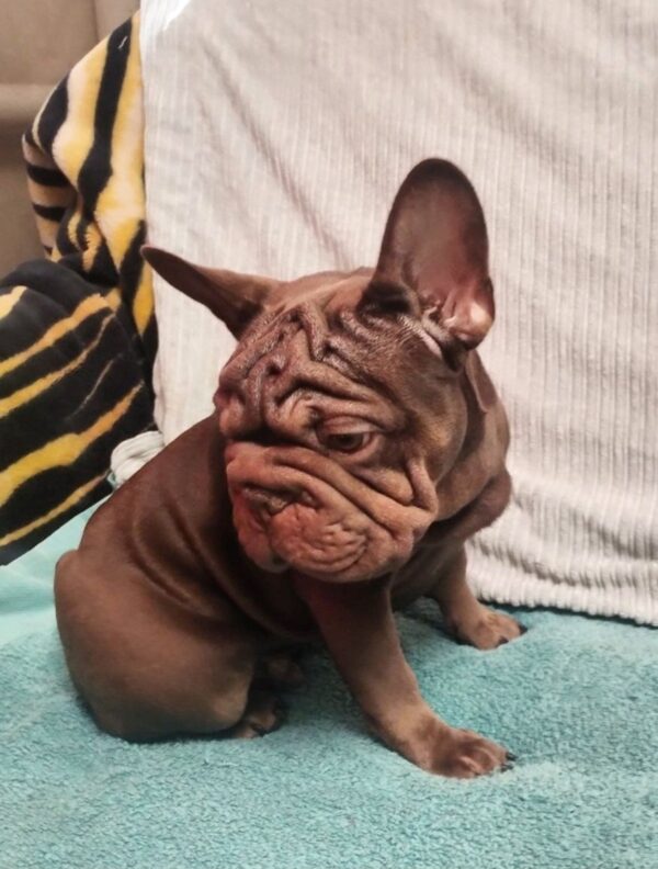 Riays Big Rope French Bulldog Riays Big Rope French Bulldog