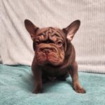 Riays-male-French-Bulldog-puppy-for-sale-3