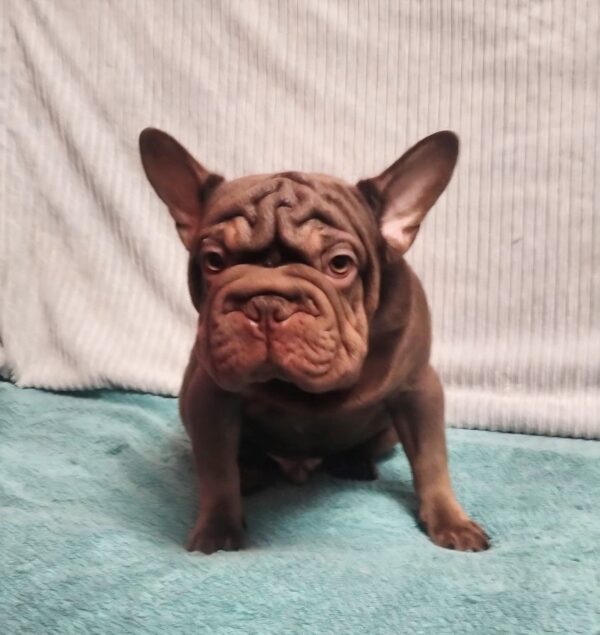 Riays Big Rope French Bulldog Riays Big Rope French Bulldog