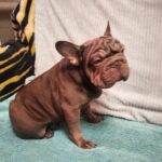 Riays-male-French-Bulldog-puppy-for-sale-4