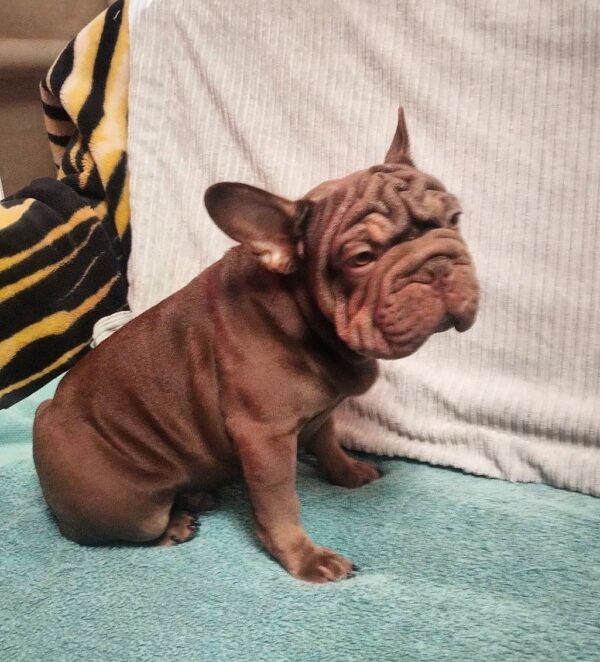 Riays Big Rope French Bulldog Riays Big Rope French Bulldog