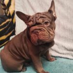 Riays-male-French-Bulldog-puppy-for-sale-5