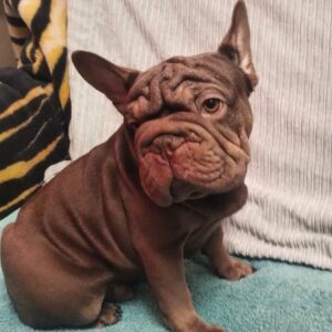 Riays Big Rope French Bulldog Riays Big Rope French Bulldog