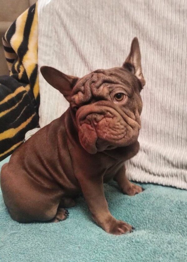 Riays Big Rope French Bulldog Riays Big Rope French Bulldog