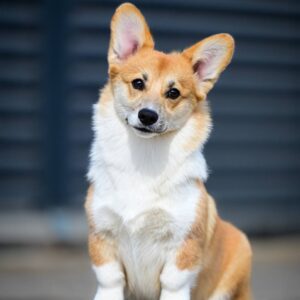 Riona Welsh Corgi Riona Welsh Corgi