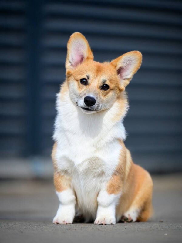 Riona Welsh Corgi Riona Welsh Corgi