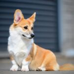 Riona-female-Corgi-puppy-for-sale-2