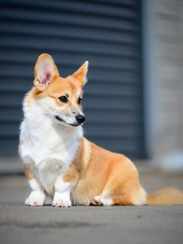 Riona Welsh Corgi Riona Welsh Corgi