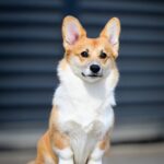 Riona-female-Corgi-puppy-for-sale-3