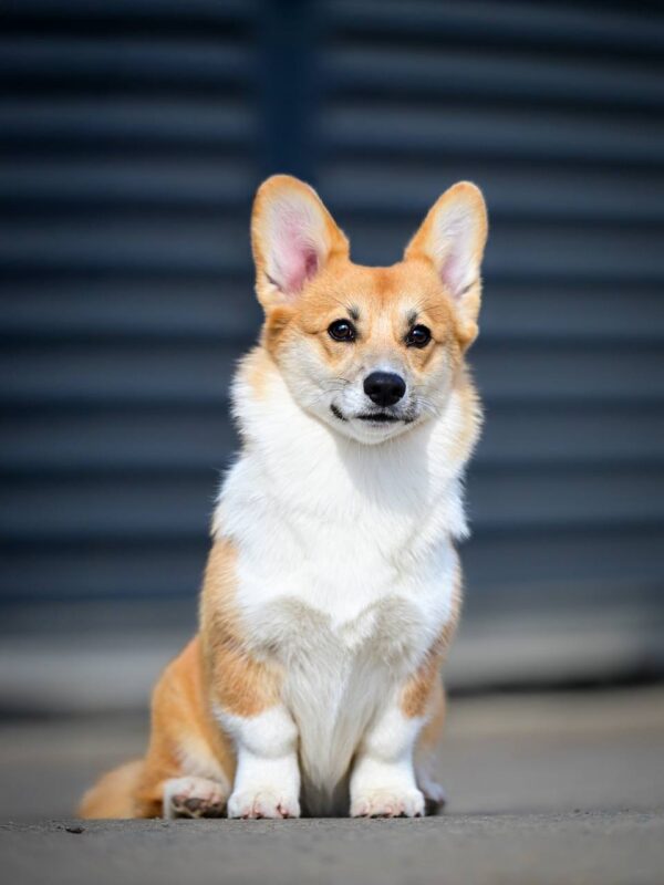 Riona Welsh Corgi Riona Welsh Corgi