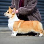 Riona-female-Corgi-puppy-for-sale-4