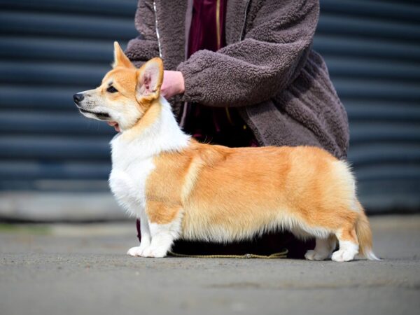 Riona Welsh Corgi Riona Welsh Corgi
