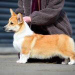 Riona-female-Corgi-puppy-for-sale-5