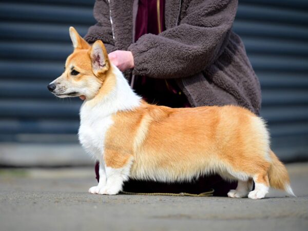 Riona Welsh Corgi Riona Welsh Corgi