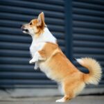 Riona-female-Corgi-puppy-for-sale-6