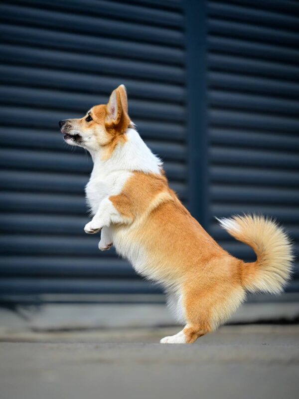 Riona Welsh Corgi Riona Welsh Corgi