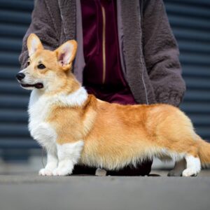 Robins Welsh Corgi Robins Welsh Corgi