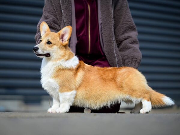 Robins Welsh Corgi Robins Welsh Corgi