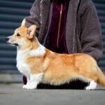 Robins-male-Corgi-puppy-for-sale-2