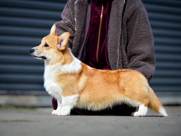 Robins Welsh Corgi Robins Welsh Corgi