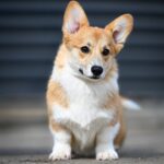 Robins-male-Corgi-puppy-for-sale-3