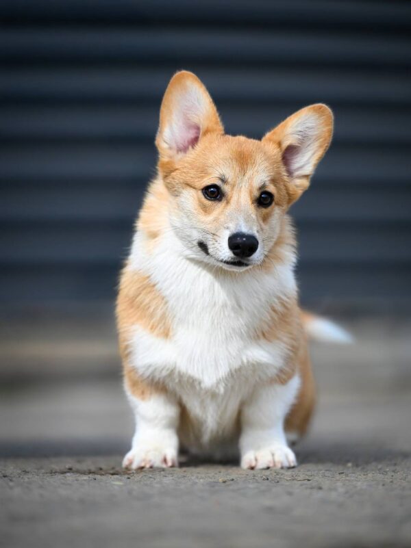 Robins Welsh Corgi Robins Welsh Corgi