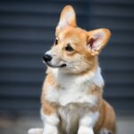 Robins-male-Corgi-puppy-for-sale-4