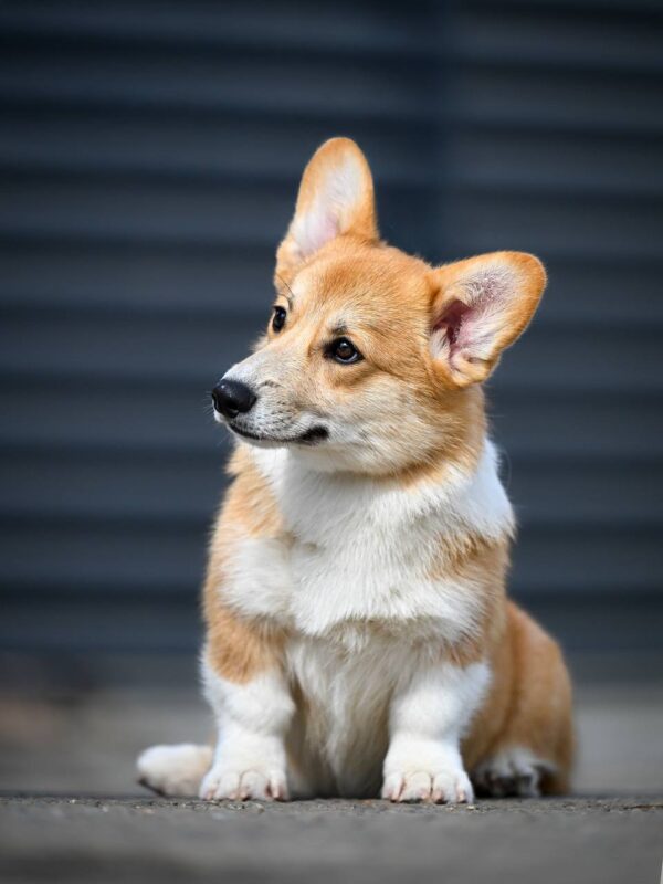 Robins Welsh Corgi Robins Welsh Corgi