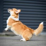 Robins-male-Corgi-puppy-for-sale-5