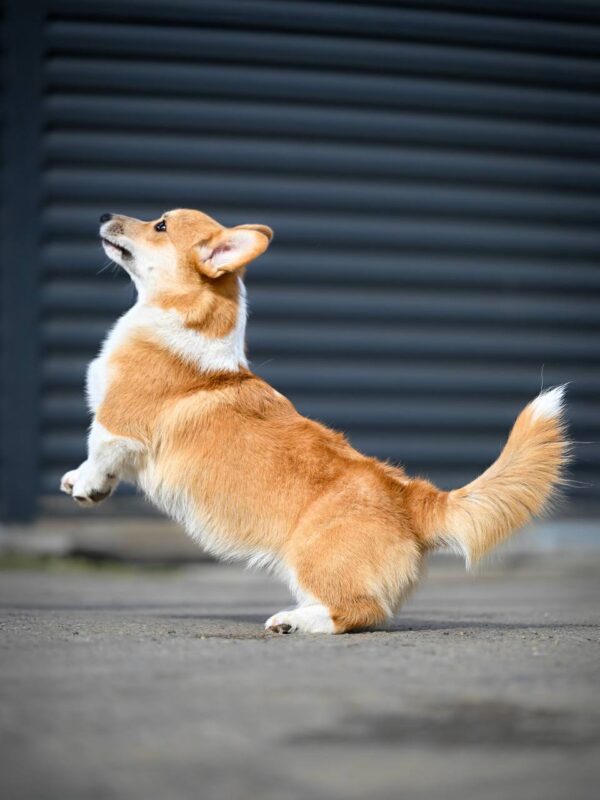 Robins Welsh Corgi Robins Welsh Corgi