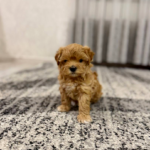 Rolsy-male-Maltipoo-puppy-for-sale-1