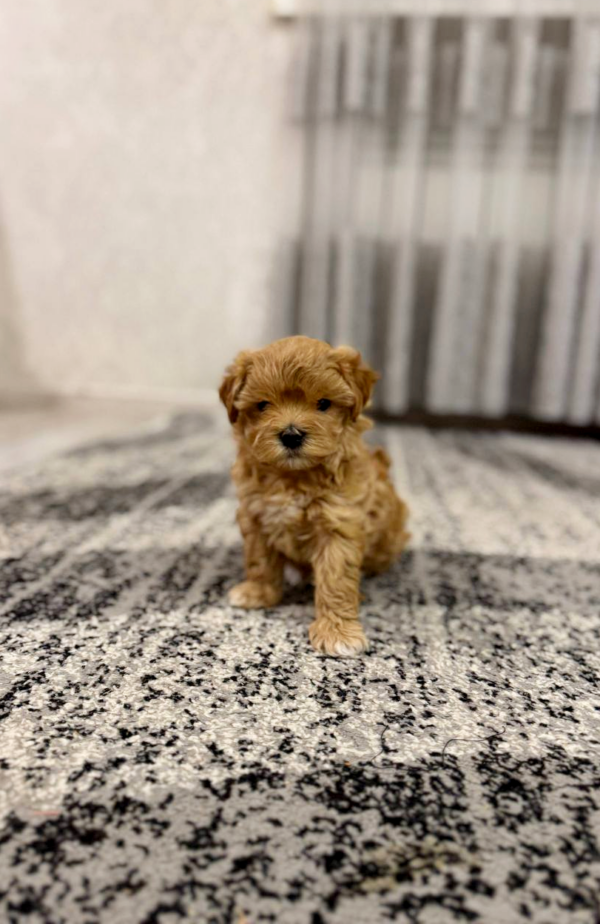 Rolsy Maltipoo Rolsy Maltipoo