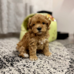 Rolsy-male-Maltipoo-puppy-for-sale-2