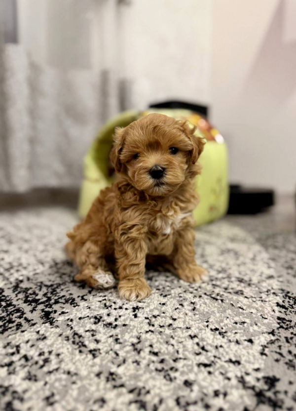 Rolsy Maltipoo Rolsy Maltipoo