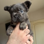 Sadir-male-fluffy-french-bulldog-puppy-for-sale-1 (1)