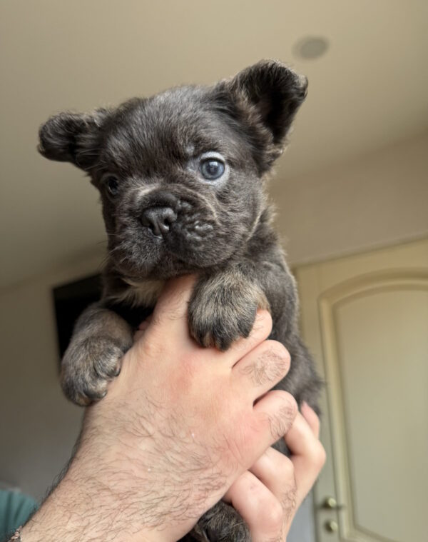 Sadir Fluffy French Bulldog Sadir Fluffy French Bulldog
