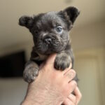 Sadir-male-fluffy-french-bulldog-puppy-for-sale-1 (2)