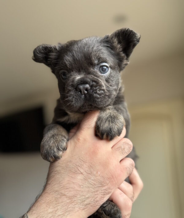 Sadir Fluffy French Bulldog Sadir Fluffy French Bulldog