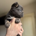 Sadir-male-fluffy-french-bulldog-puppy-for-sale-1 (3)
